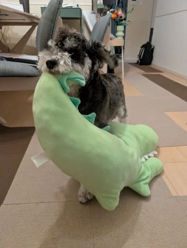 どこに運んでいるのかな?▶ビーズクッションにしっかりと座るJOJOくん(⇒次へ)