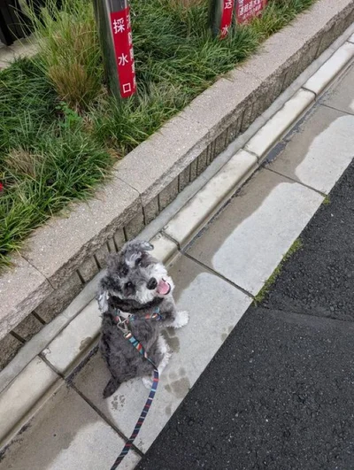 もっとお散歩したい▶ビーズクッションに吸い込まれる…！（⇒次へ）