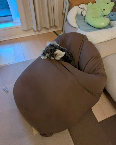ちょうどいいところで、フィットしています▶飼い主さんがどいたことでバランスが崩れたビーズクッション（⇒次へ）