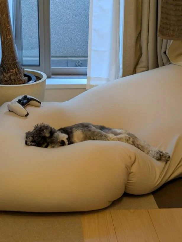 この場所がお気に入りなのが伝わってきます▶(次画像から犬飼いあるある満載!「うちの犬」だいすきショートコメディ『あしょんでよッ〜うちの犬ログ〜10』が読めます)