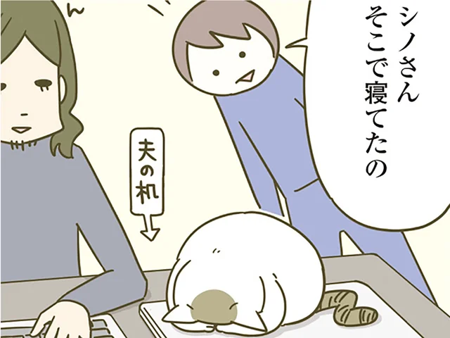 ノートパソコンの上でぬくぬく。夫の机から動かない猫、夜に見てみると