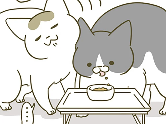 ごはんを横取りされていたのに！ 同居4年目になると、後輩猫にも変化があって？