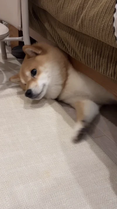 ソファの下から顔を出す「よしむねくん」（⇒次へ）