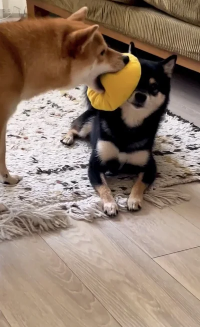 クッションを押し付ける謎の遊び▶実家では…（⇒次へ）