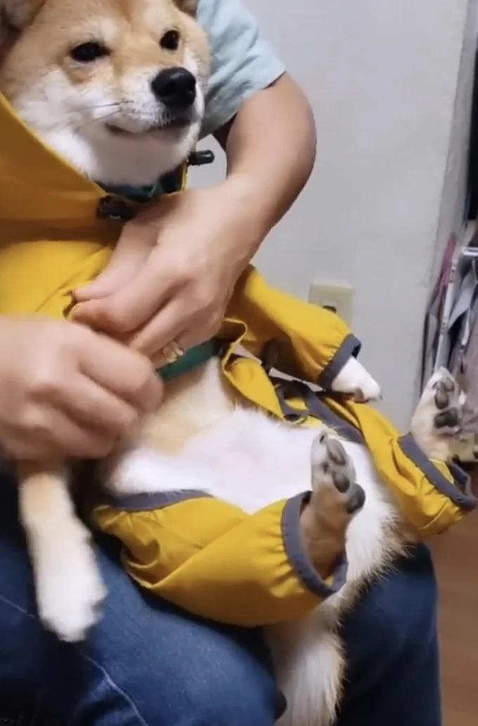 まるでぬいぐるみ▶(次画像からマイペースな柴犬のコミックエッセイ『柴犬ぽんちゃん、今日もわが道を行く』が読めます)