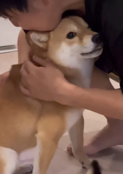 ある場所から出られなくなった？柴犬（⇒次へ）