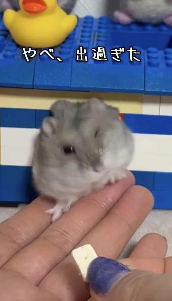 中に戻りたくてジタバタ▶出れたけど戻るのは大変(⇒次へ)
