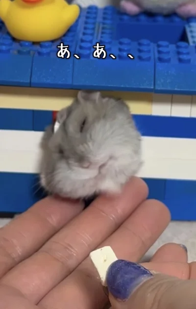 頬が引っかかった！▶頬の中のおやつは出したくない…！（⇒次へ）