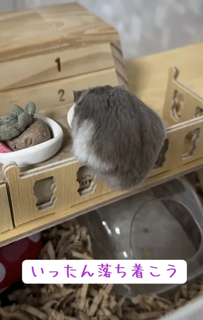 お尻が落ちそう！▶（次画像からハムスターを愛しすぎる飼い主が小さなかわいい相棒との日々を描いた『はむはむづくし2』が読めます）