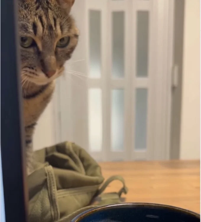 なにかを狙っているような猫ちゃん(⇒次へ)