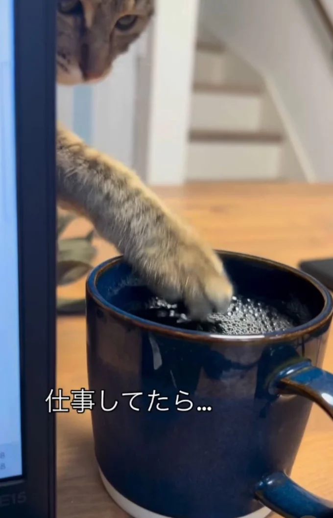 そろりと前足を伸ばす▶麦茶をタッチして…(⇒次へ)
