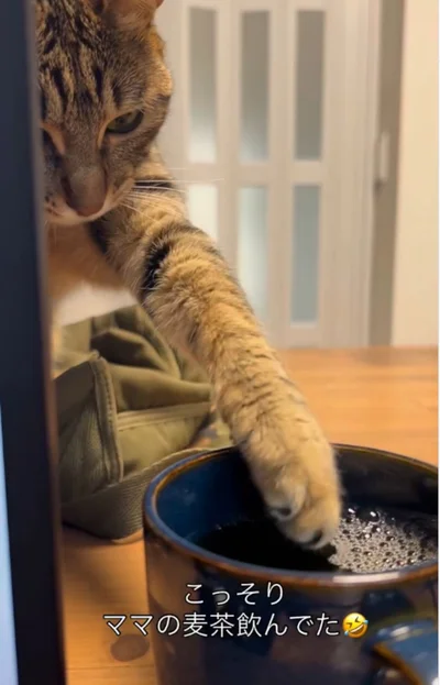 麦茶が付いたぁ〜！▶同居猫はライバル！？（⇒次へ）