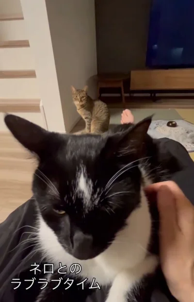 飼い主さんとネロちゃんのラブラブタイム▶視線を感じる…（⇒次へ）