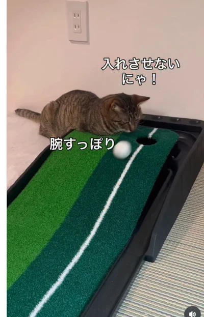 ボール穴が気になる〜▶穴の中に前足を入れ…（⇒次へ）
