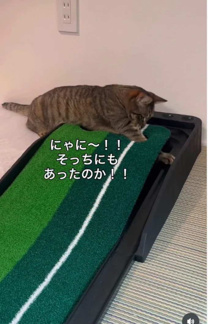 入れさせないにゃ!▶ボールが転がってきて…(⇒次へ)