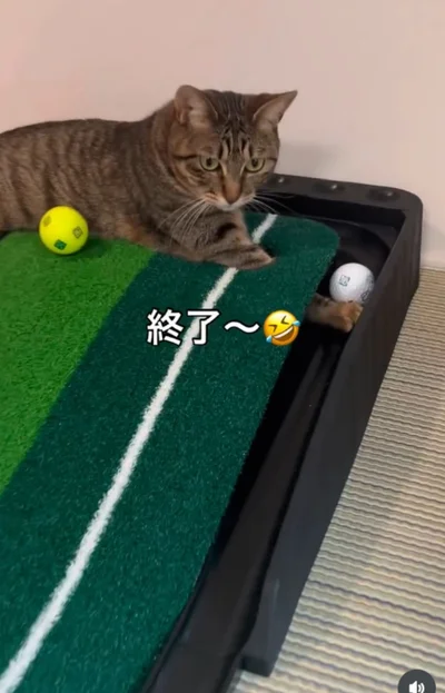 練習できないよ…▶（次画像から元保護猫の黒猫・ろんと暮らす毎日を描いた『黒猫ろんと暮らしたら6』が読めます）