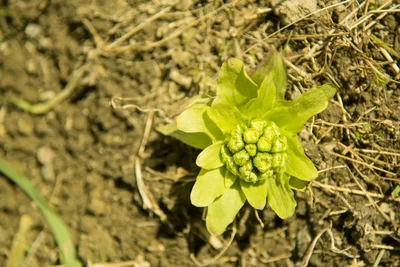 【写真】“ふきのとう”はふきの花芽