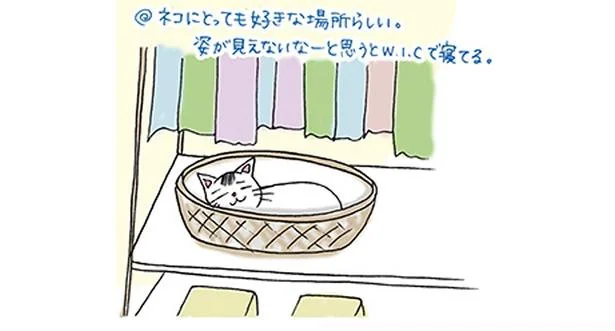ネコにとっても好きな場所らしい