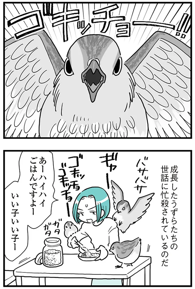 成長したうずらたちの世話に忙殺されているのだ