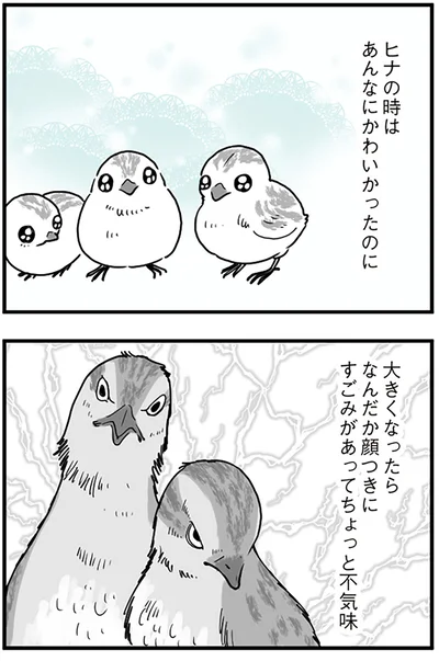ヒナの時はあんなにかわいかったのに