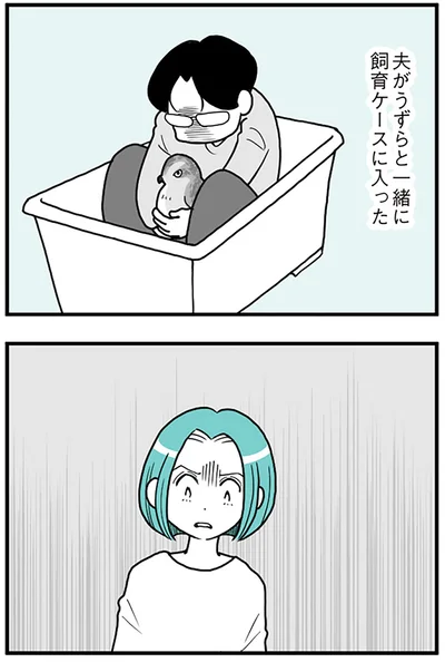 夫がうずらと一緒に飼育ケースに入った