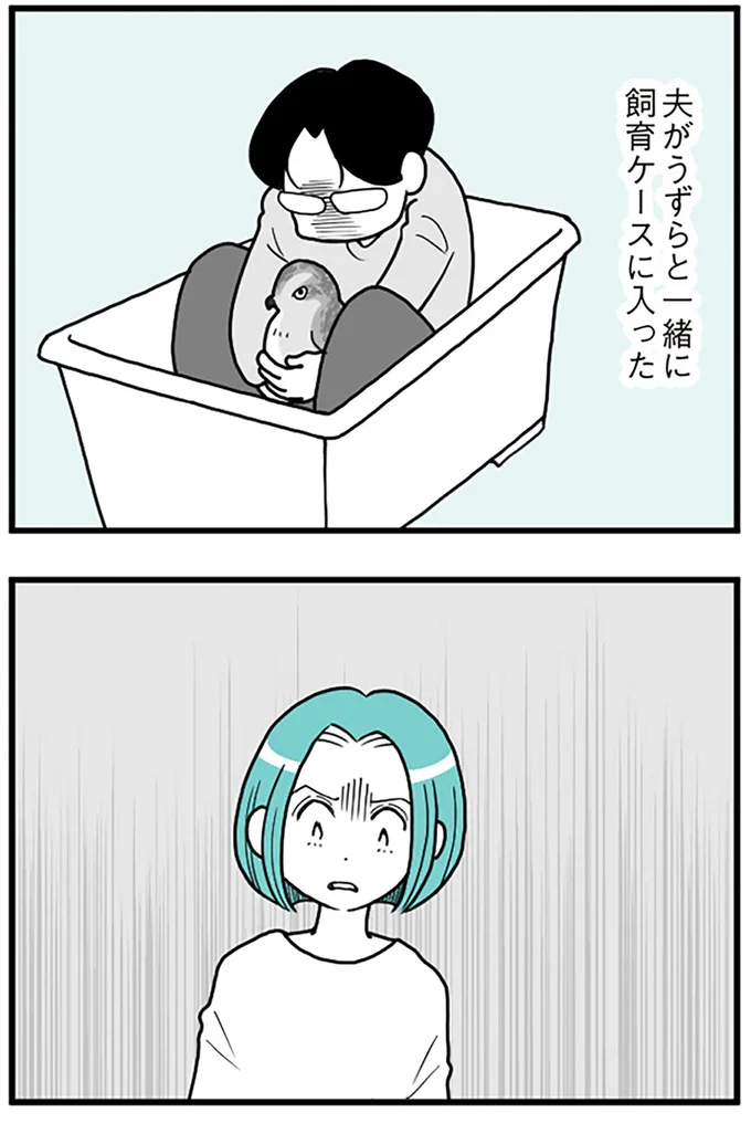 夫がうずらと一緒に飼育ケースに入った