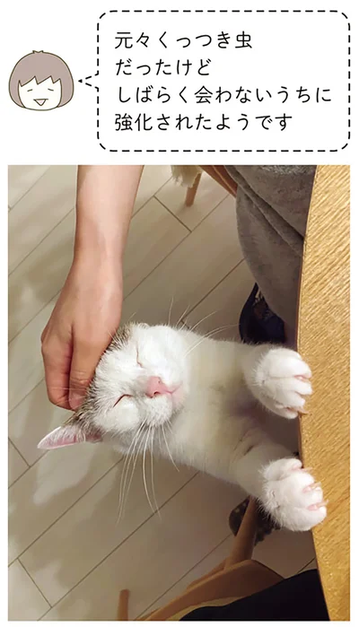 『うちの猫がまた変なことしてる。5』より