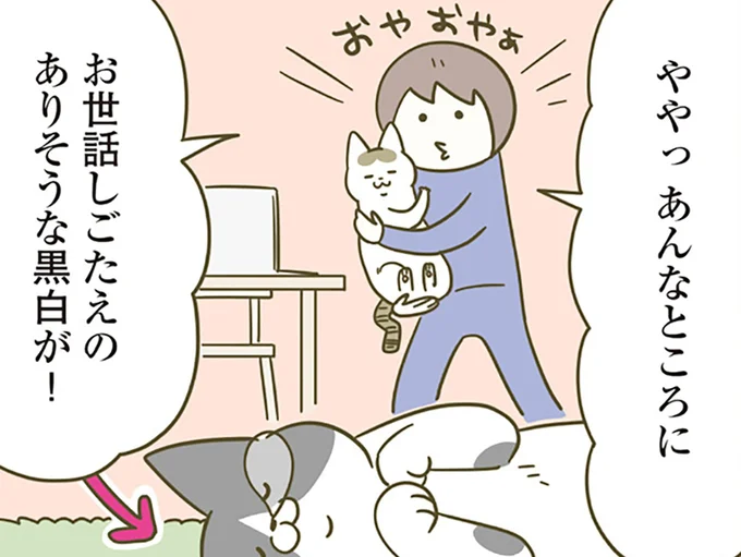 猫を連れて向かった先は