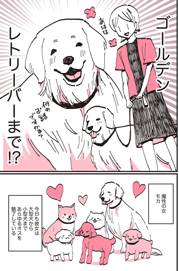 『うちのトイプーがアイドルすぎる。』より