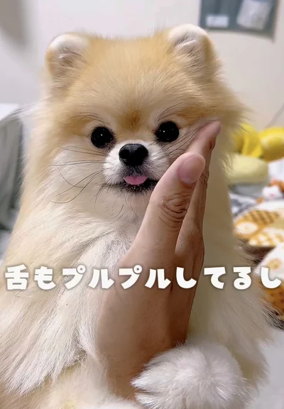 「もう、抱っこしてあげたくなる」初めてのお散歩に挑戦したポメラニアンの反応に22万いいね