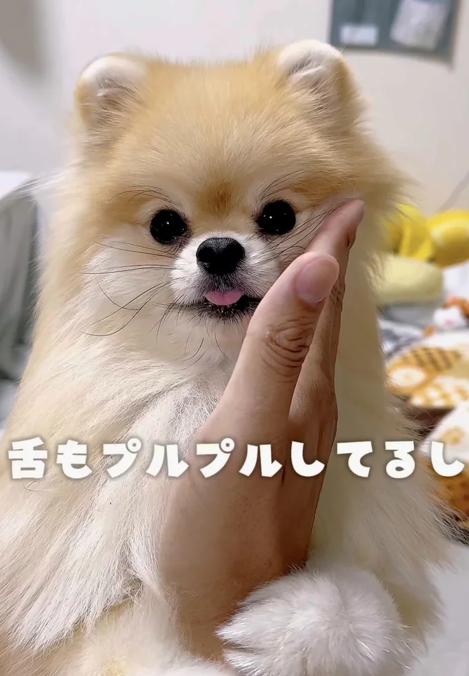 初めてのお散歩に挑戦したポメラニアン（⇒次へ）