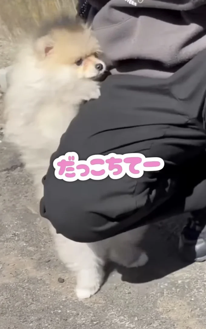 抱っこして〜！▶飼い主さんが歩き始めると…（⇒次へ）