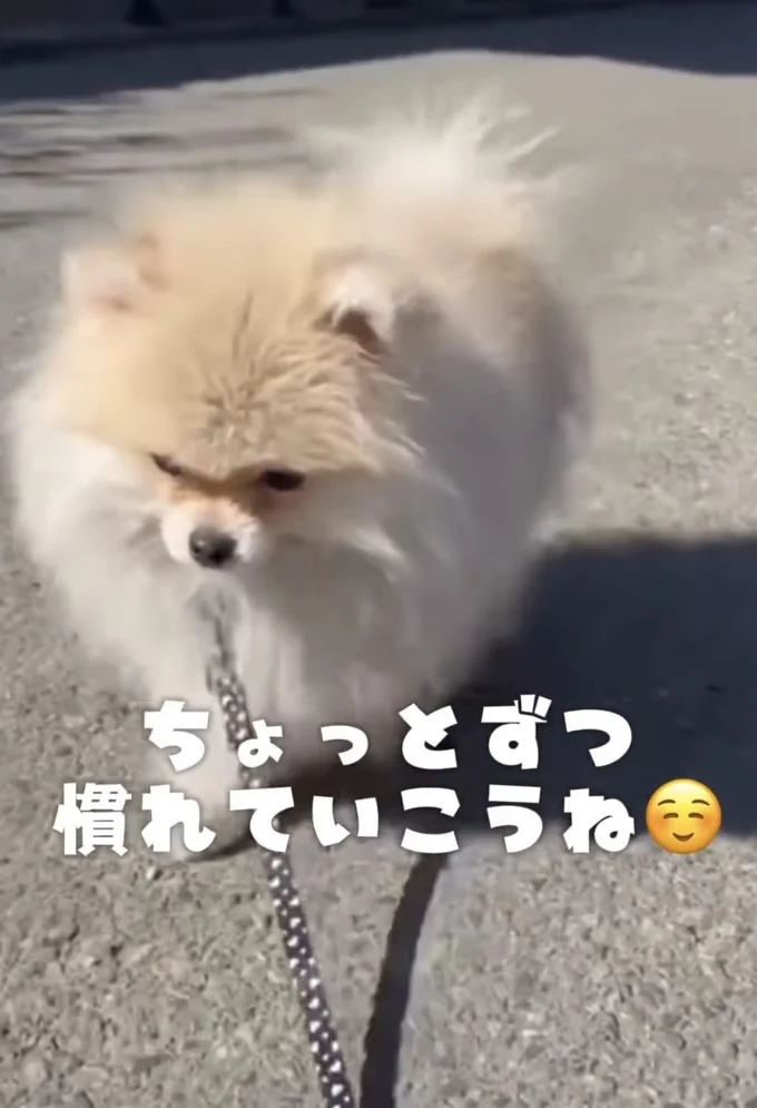 しぶしぶ歩いてくれた▶カフェでは活発！？（⇒次へ）