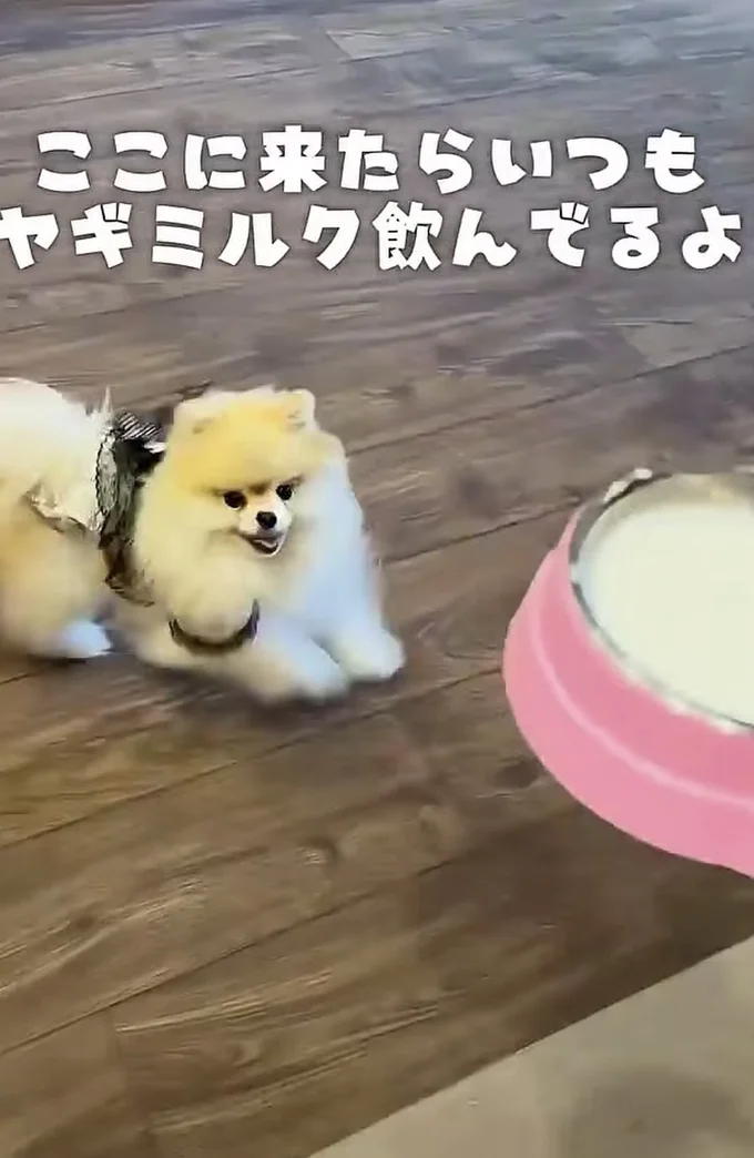 ヤギミルクが好き▶店員さんが来ると…（⇒次へ）