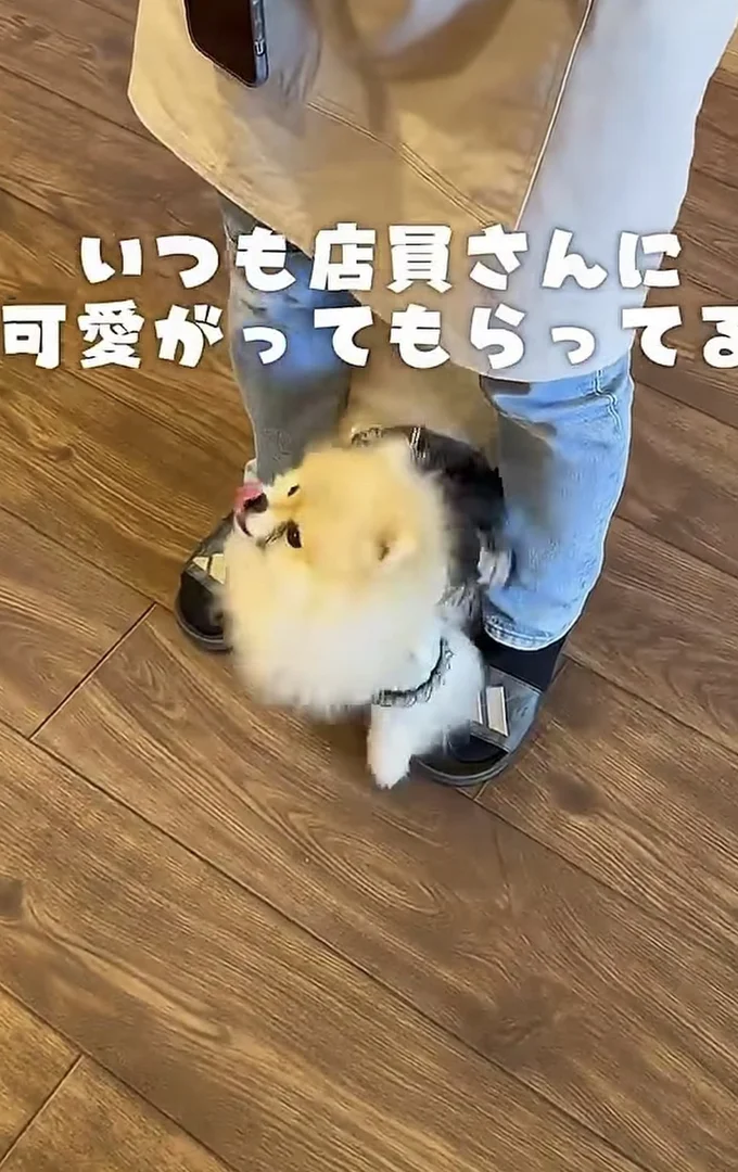 足元をくるくる▶おもちゃを投げてもらえば…（⇒次へ）