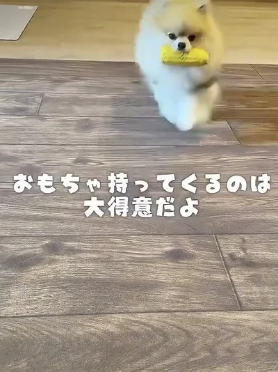 何度も拾いに行って大はしゃぎ！▶シャンプー中の激変姿（⇒次へ）