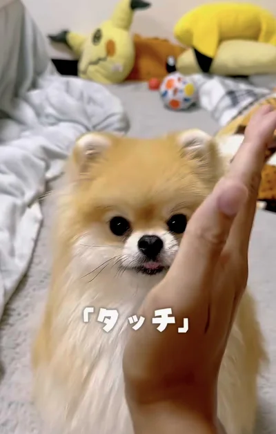 飼い主さんが手を差し出し「タッチ」▶レオくんは…（⇒次へ）