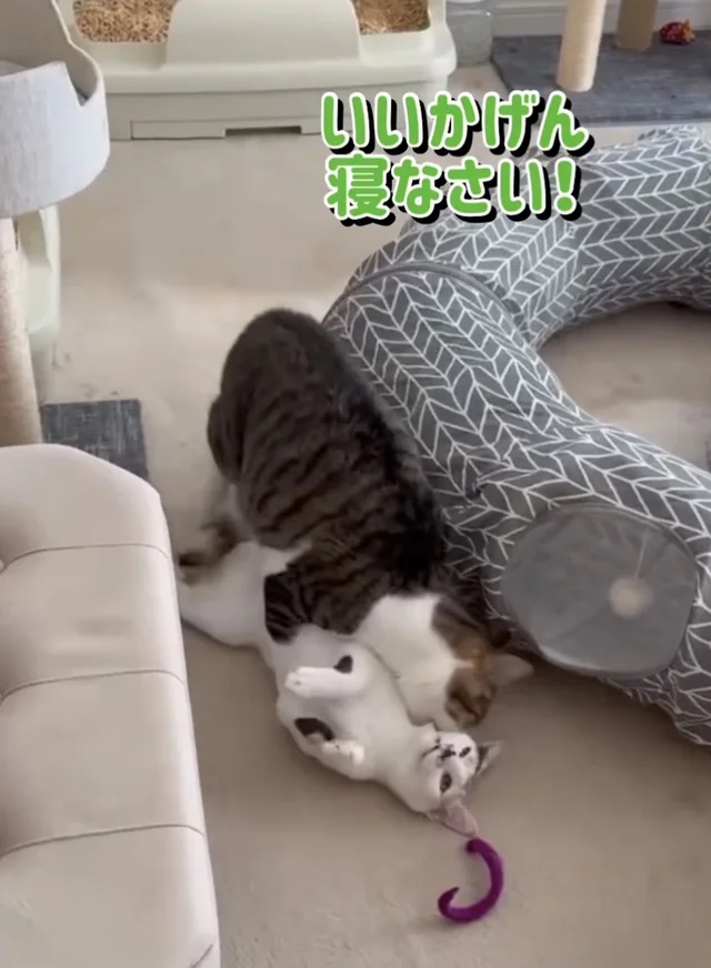 運んであげようとしただけなのに…妹猫の初めての反抗に戸惑いを隠せない兄猫「切ないねぇ…」