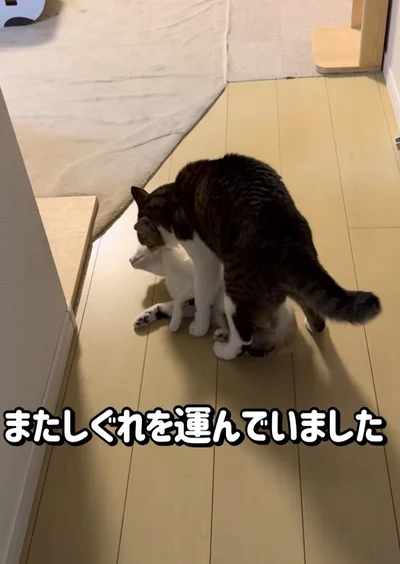 大きくなった妹を運ぶのは大変（⇒次へ）