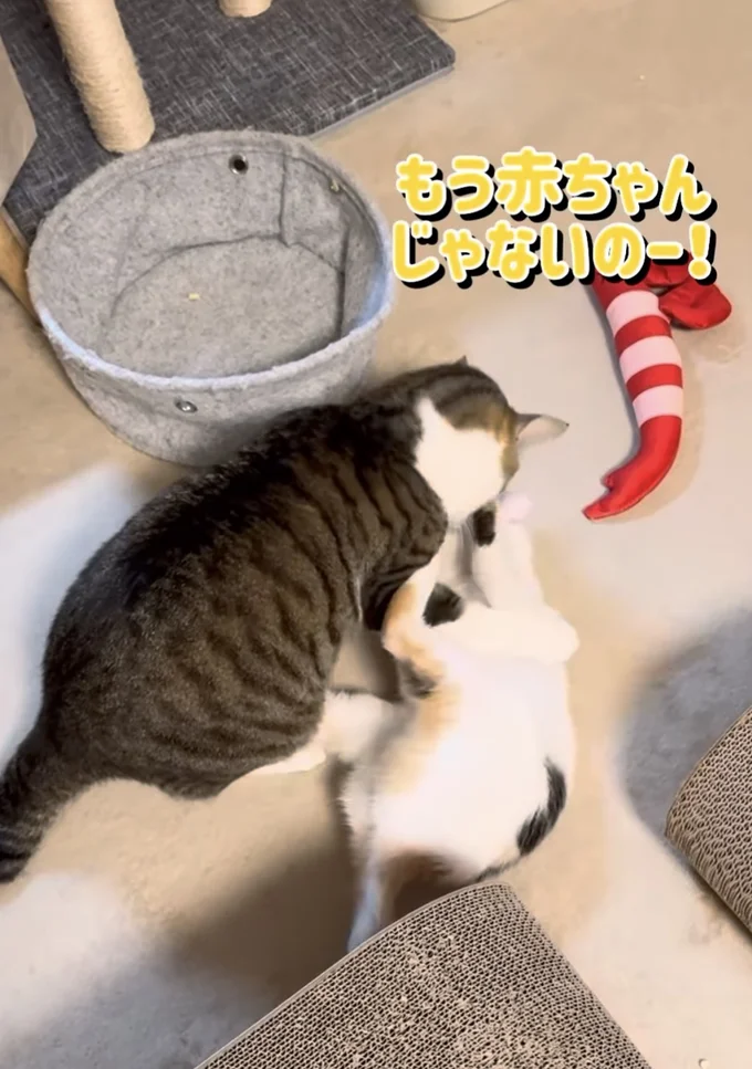もう赤ちゃんじゃないの!▶初めての反抗に…(⇒次へ)