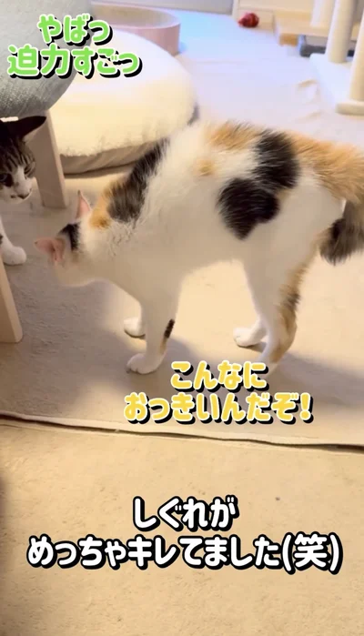 毛を逆立てて怒っている▶初めての…（⇒次へ）