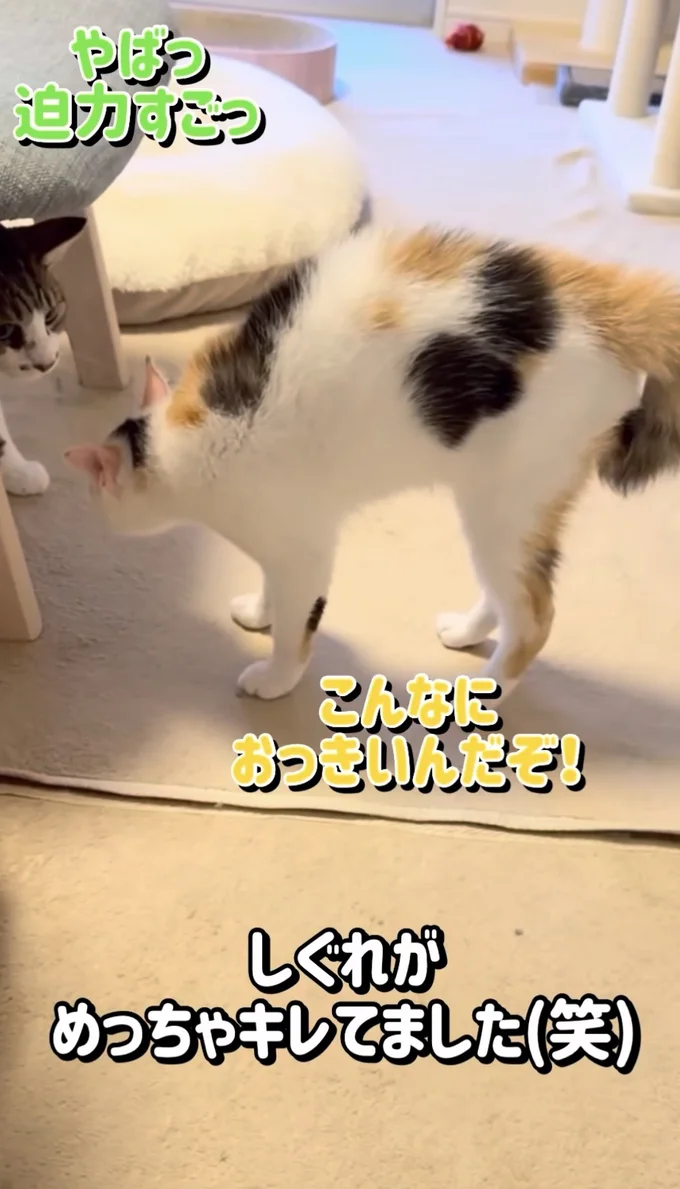 毛を逆立てて怒っている▶初めての…(⇒次へ)