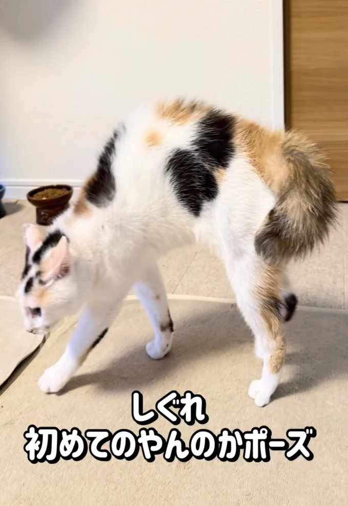 やんのかポーズ▶びっくりしたお兄ちゃん…(⇒次へ)