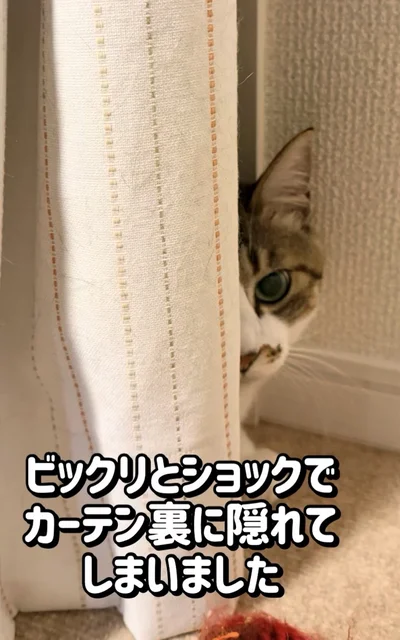 カーテンに隠れる▶それでも最後は…（⇒次へ）
