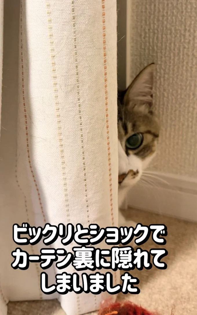 カーテンに隠れる▶それでも最後は…(⇒次へ)
