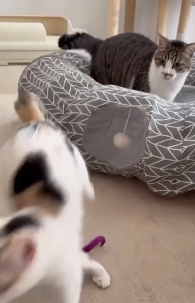 切ない顔の兄猫▶反抗するけどやっぱり…(⇒次へ)