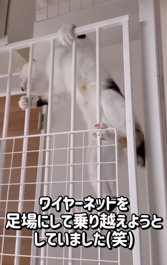 ワイヤーネットにハマる妹▶もう1匹の兄に…(⇒次へ)