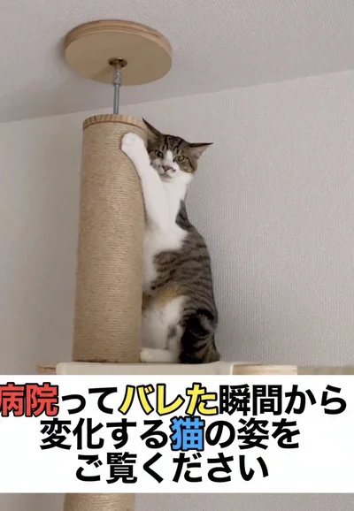 病院は嫌！▶耳が消えた？（⇒次へ）