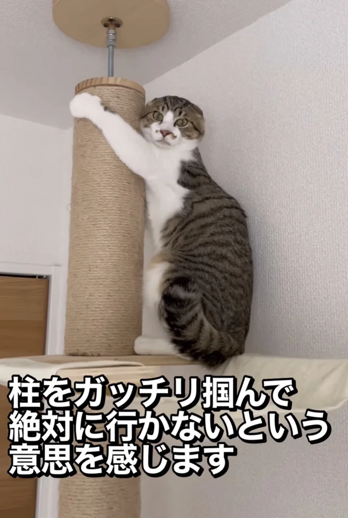 ペタンとした耳▶表情が…(⇒次へ)