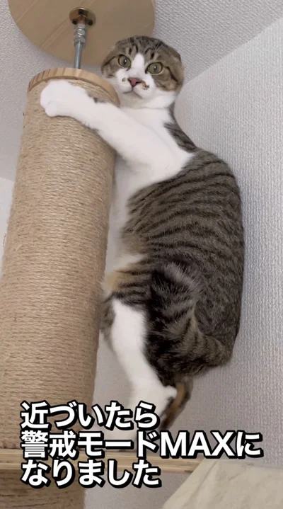 警戒モード全開▶（次画像から猫がいると毎日楽しい！「猫あるある」が満載の「レオとシロウのドタバタ猫日記」が読めます）
